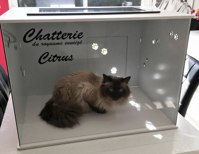 cat box expo citrus maison